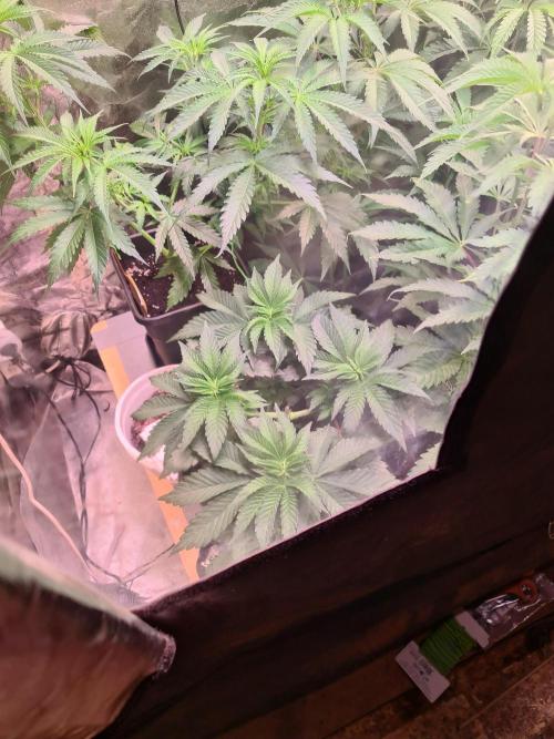 Higher Heights Mendo. Week 6