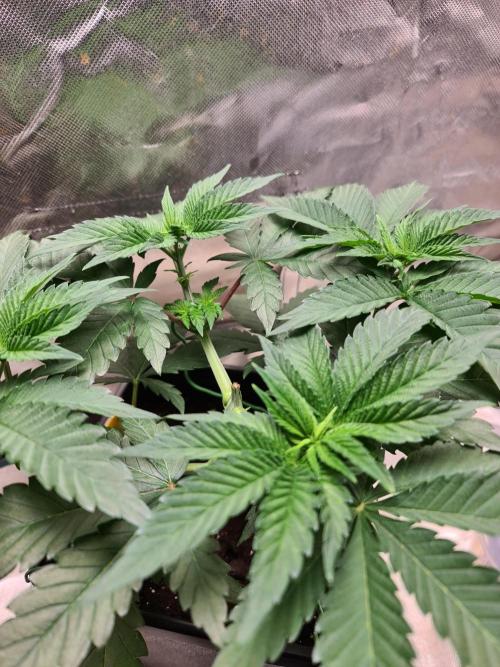 Higher Heights Mendo. Week 6