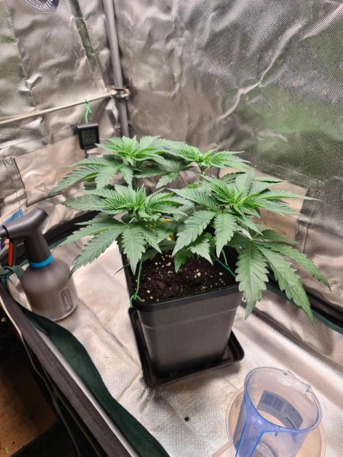 Higher Heights Mendo. Week 6