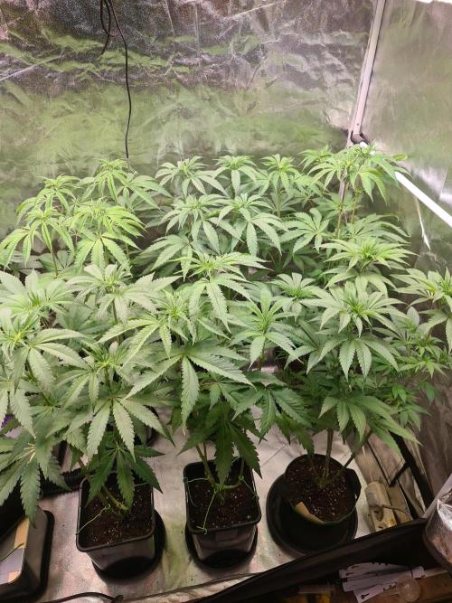 FatalFlower Gen.*Oim's Finest. Week 8