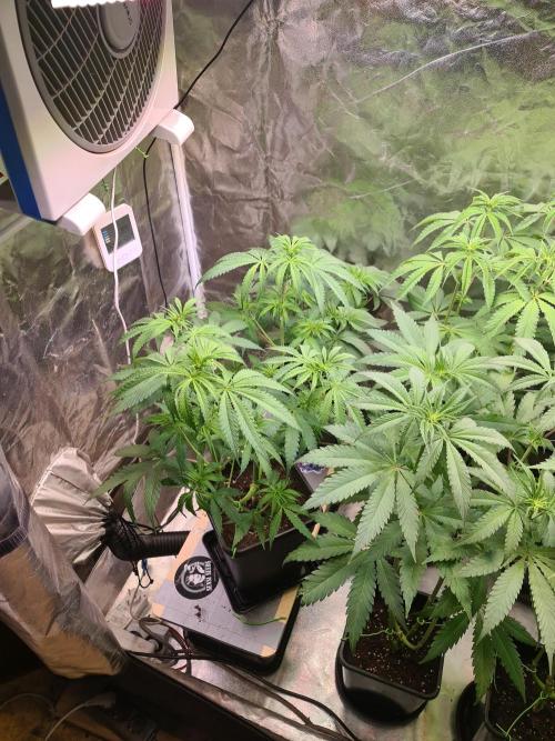 FatalFlower Gen.*Oim's Finest. Week 8