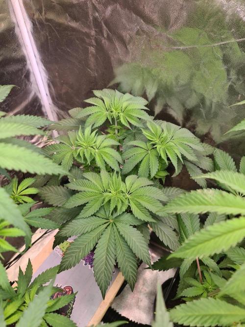 FatalFlower Gen.*Oim's Finest. Week 8