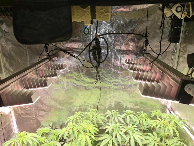 FatalFlower Gen.*Oim's Finest. Week 8