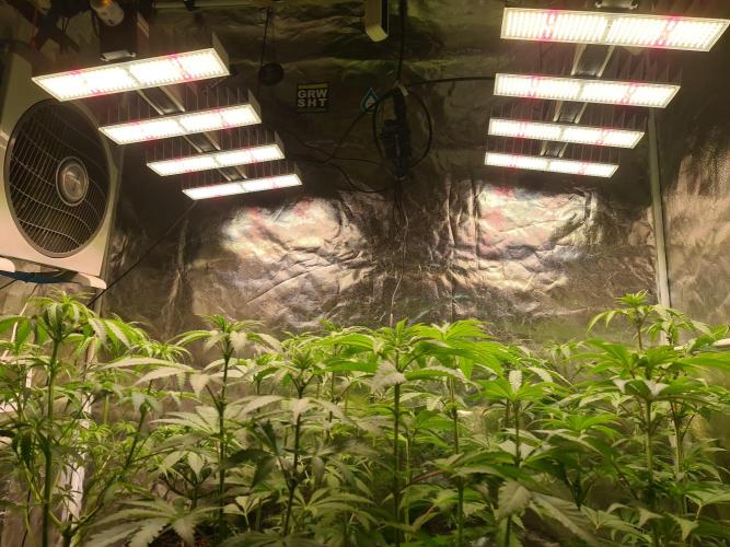 FatalFlower Gen.*Oim's Finest. Week 8