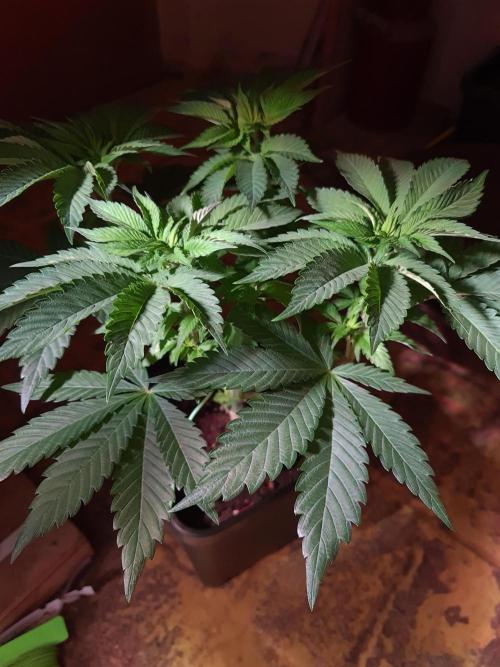 Higher Heights Mendo. Week 7