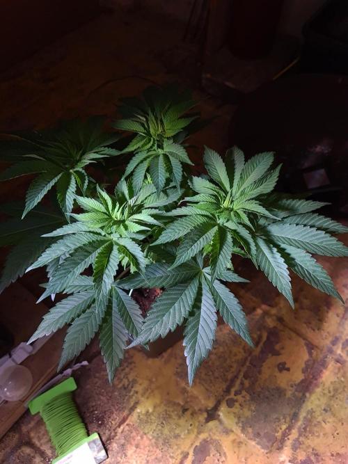 Higher Heights Mendo. Week 7