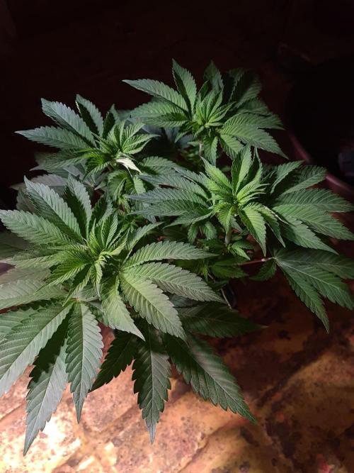 Higher Heights Mendo. Week 7