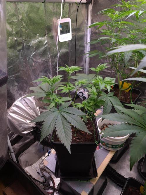 Higher Heights Mendo. Week 7