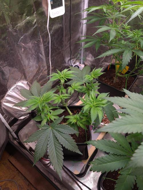 Higher Heights Mendo. Week 7