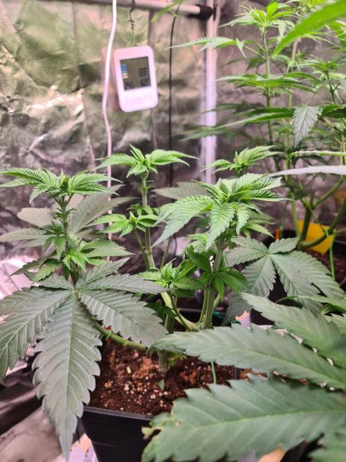 Higher Heights Mendo. Week 7