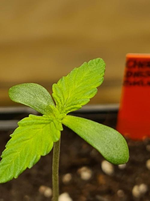 Connoisseur Genetics Cherry Diesel Skunk. Week 1