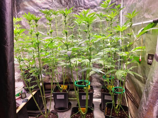 FatalFlower Gen.*Oim's Finest. Week 9