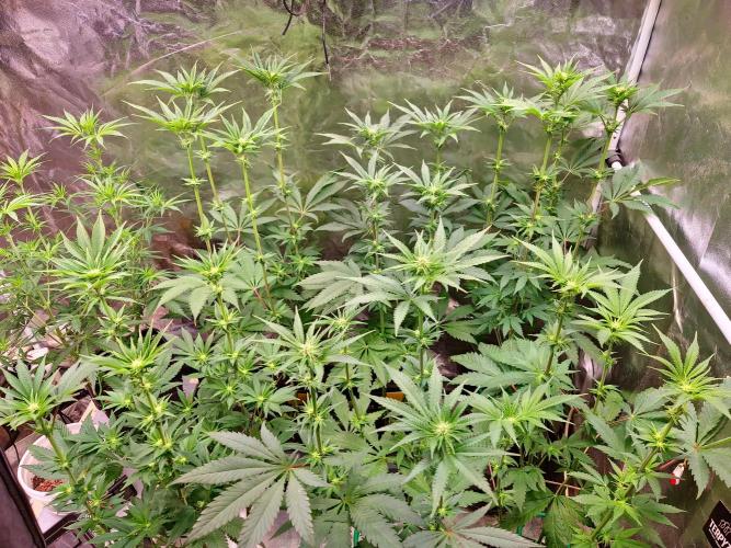 FatalFlower Gen.*Oim's Finest. Week 9