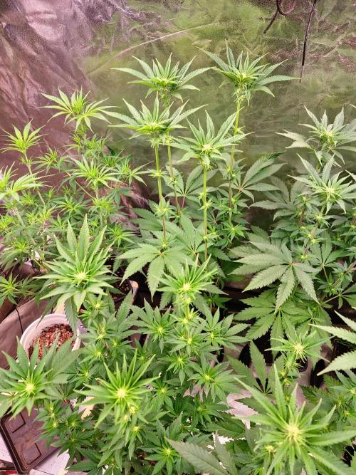 FatalFlower Gen.*Oim's Finest. Week 9