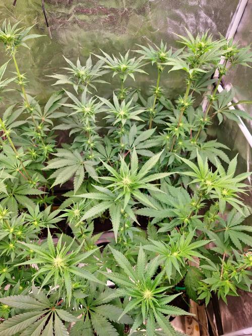 FatalFlower Gen.*Oim's Finest. Week 9