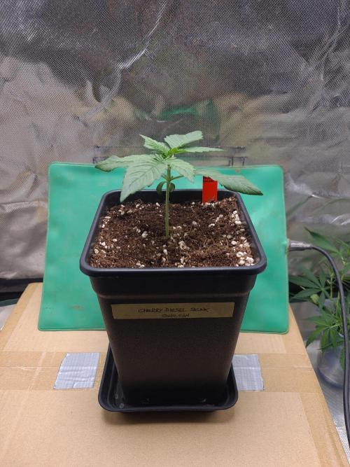 Connoisseur Genetics Cherry Diesel Skunk. Week 2
