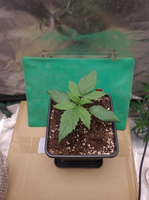 Connoisseur Genetics Cherry Diesel Skunk. Week 2