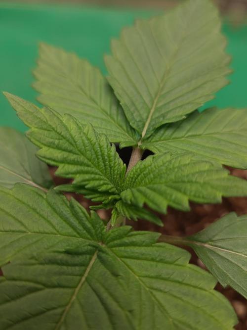 Connoisseur Genetics Cherry Diesel Skunk. Week 2