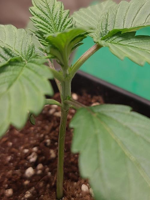 Connoisseur Genetics Cherry Diesel Skunk. Week 2