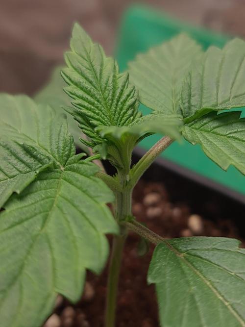 Connoisseur Genetics Cherry Diesel Skunk. Week 2