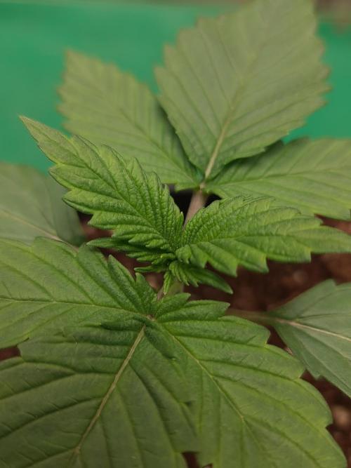 Connoisseur Genetics Cherry Diesel Skunk. Week 2