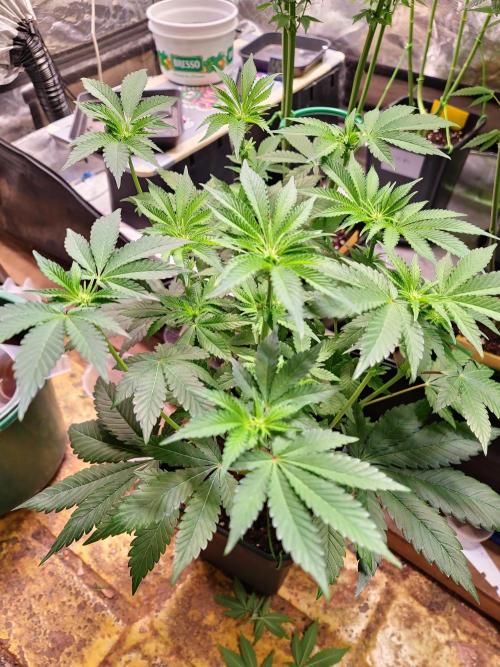 Higher Heights Mendo. Week 9