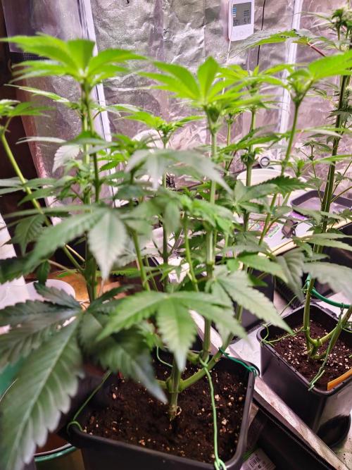 Higher Heights Mendo. Week 9