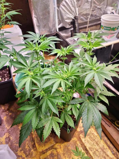 Higher Heights Mendo. Week 9