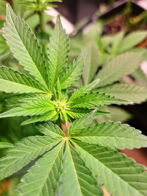 Higher Heights Mendo. Week 9