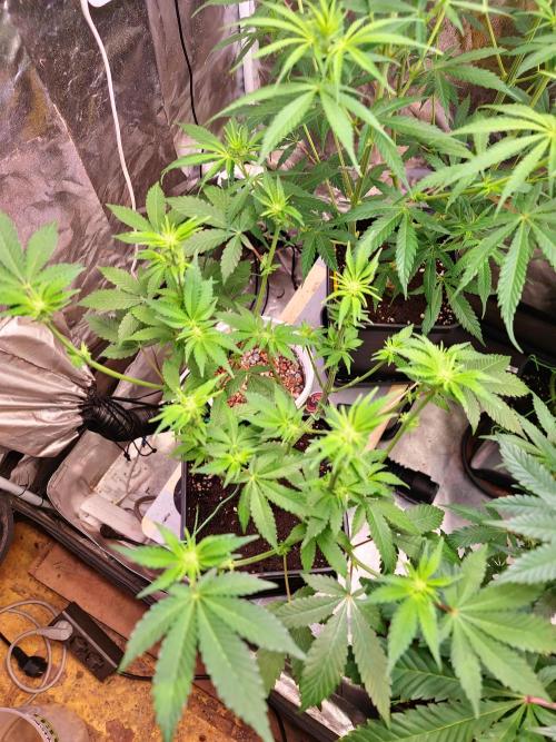 Higher Heights Mendo. Week 9