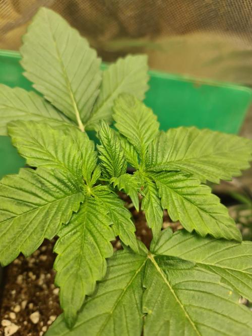 Connoisseur Genetics Cherry Diesel Skunk. Week 3