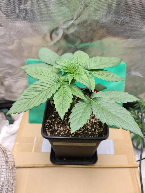 Connoisseur Genetics Cherry Diesel Skunk. Week 3