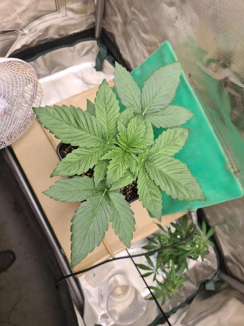 Connoisseur Genetics Cherry Diesel Skunk. Week 3