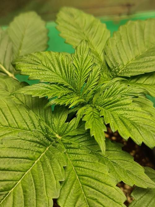 Connoisseur Genetics Cherry Diesel Skunk. Week 3