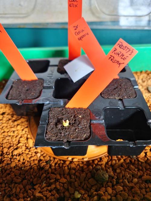 Frosty - Freaky - Purple. Week 0