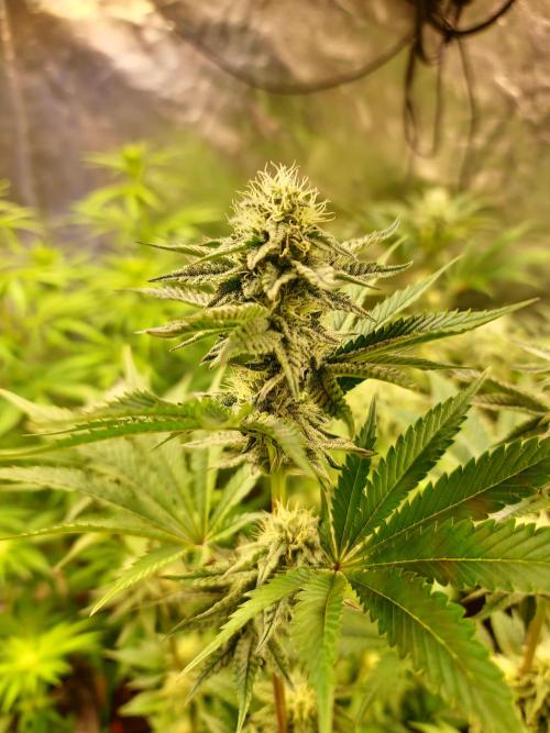 FatalFlower Gen.*Oim's Finest. Week 11