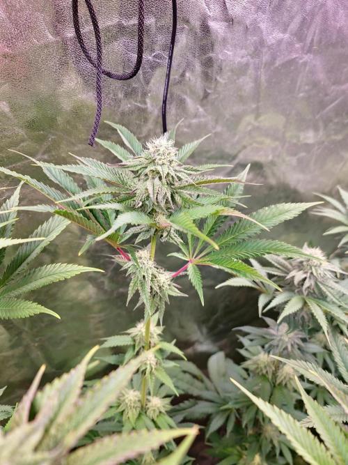 FatalFlower Gen.*Oim's Finest. Week 11