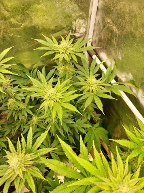 FatalFlower Gen.*Oim's Finest. Week 11