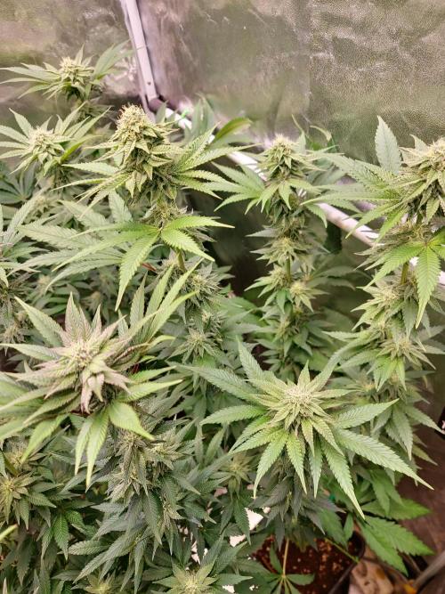 FatalFlower Gen.*Oim's Finest. Week 11