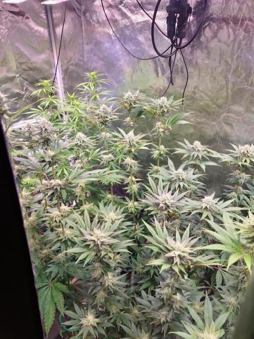 FatalFlower Gen.*Oim's Finest. Week 11