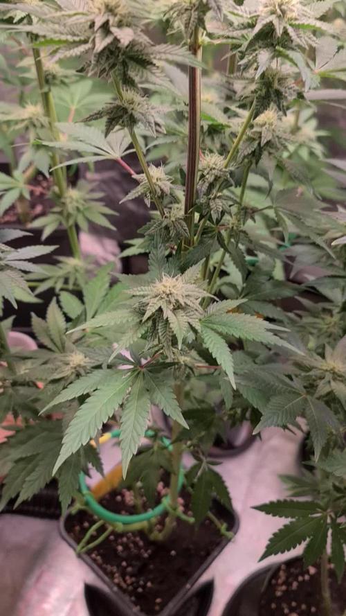 FatalFlower Gen.*Oim's Finest