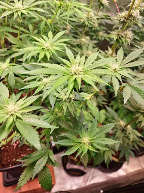 Higher Heights Mendo. Week 10