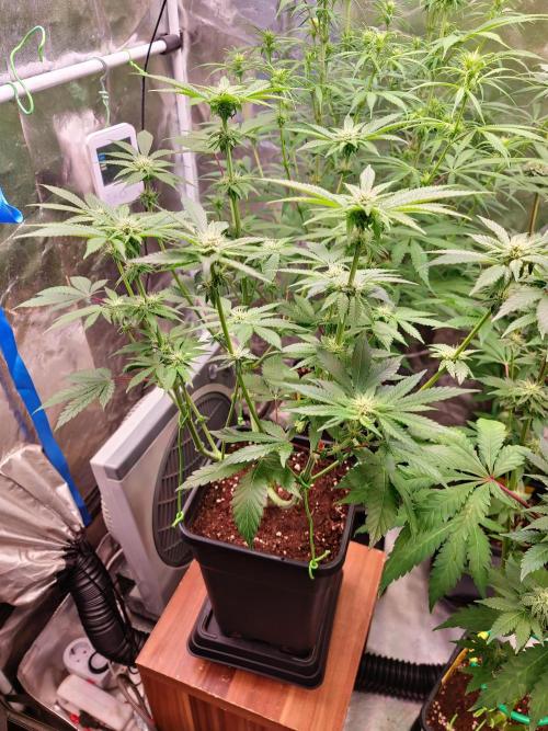 Higher Heights Mendo. Week 10