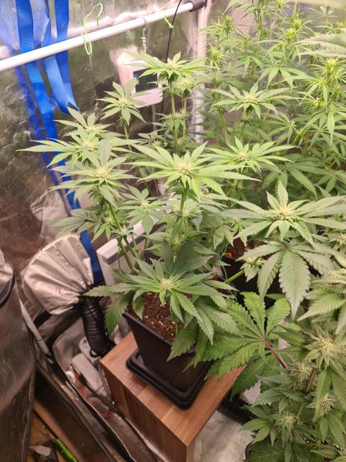 Higher Heights Mendo. Week 10