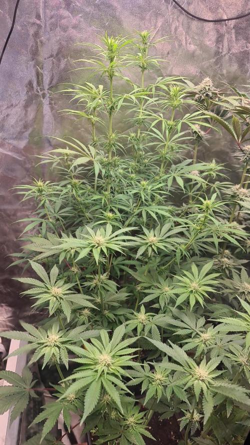 Higher Heights Mendo. Week 10