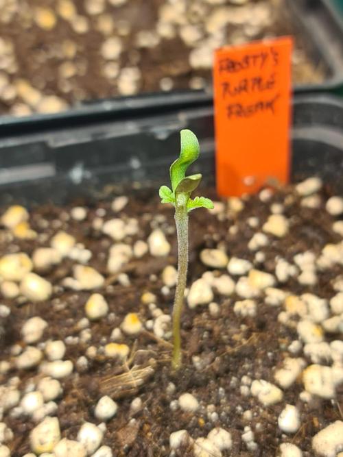 Frosty - Freaky - Purple. Week 1