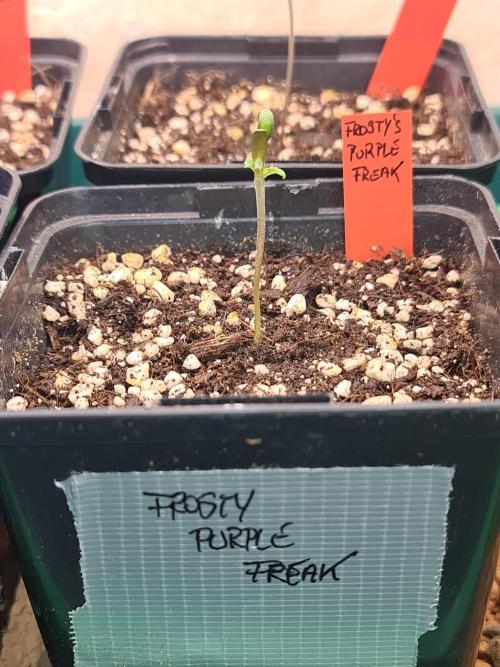 Frosty - Freaky - Purple. Week 1