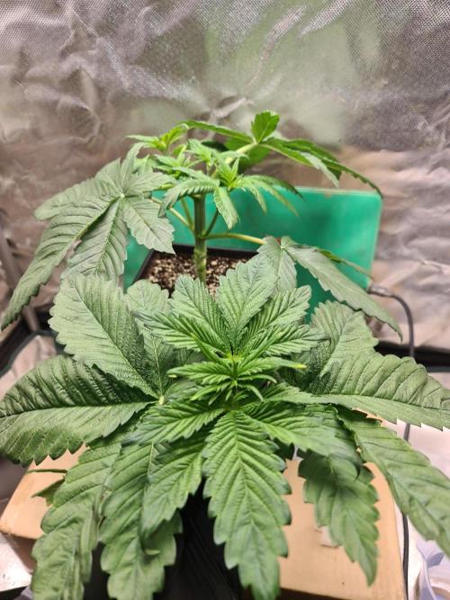 Connoisseur Genetics Cherry Diesel Skunk. Week 4