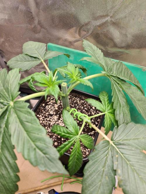 Connoisseur Genetics Cherry Diesel Skunk. Week 4