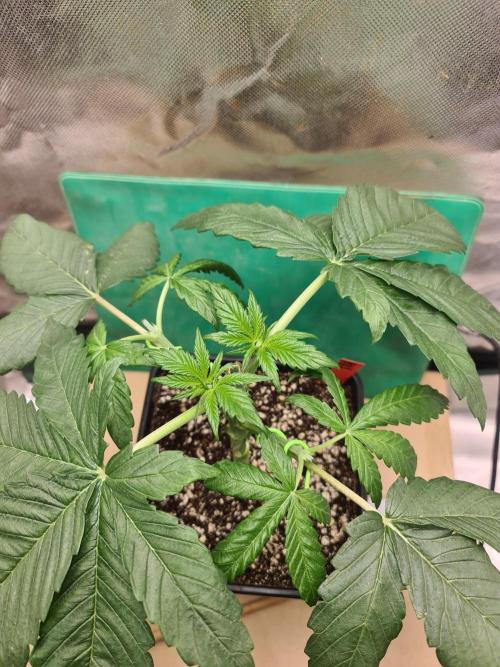 Connoisseur Genetics Cherry Diesel Skunk. Week 4